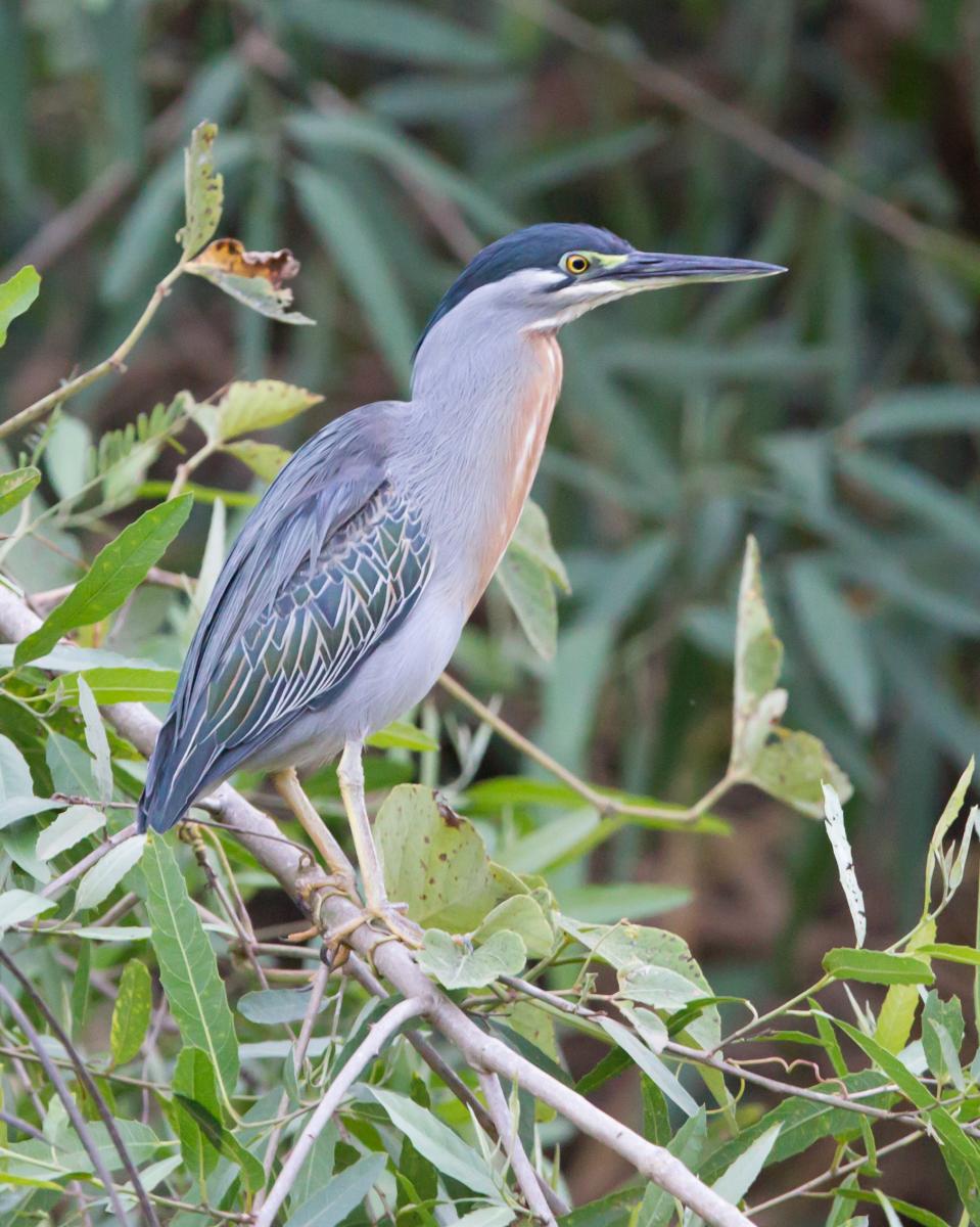 Striated Heron