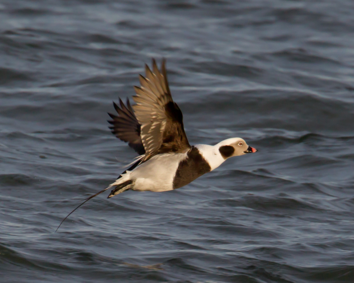 Long-tailed Duck