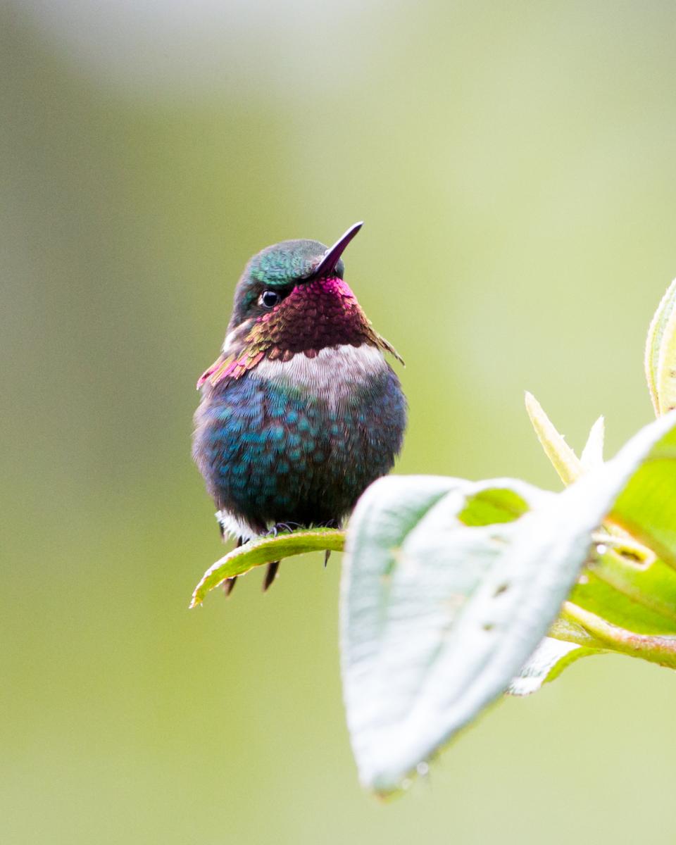 Gorgeted Woodstar (male)