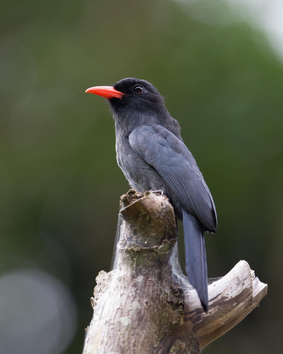 Black-fronted Nunbird