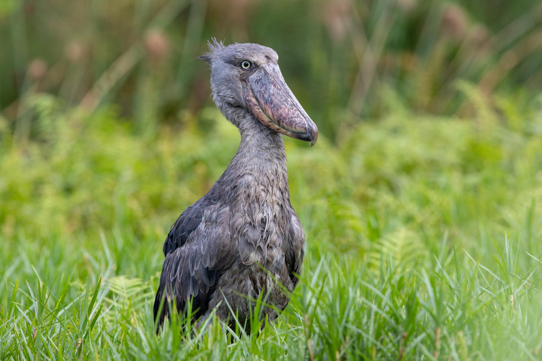 Shoebill