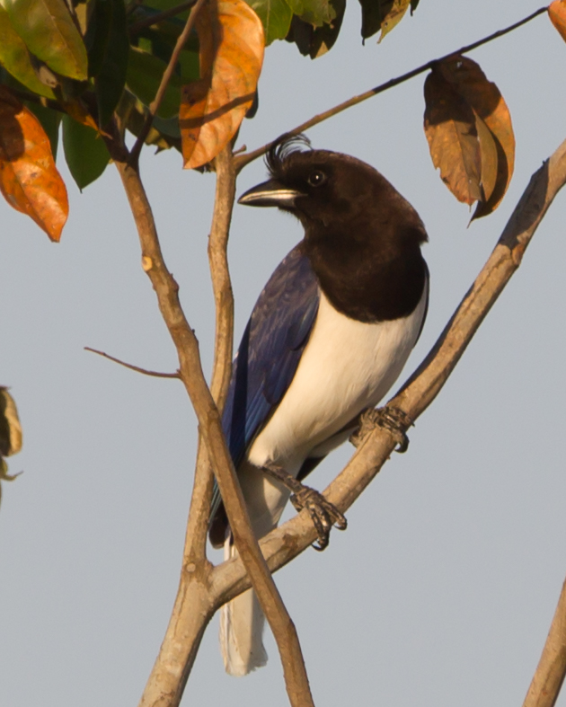 Curl Crested Jay