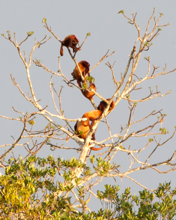 Red-howler Monkeys