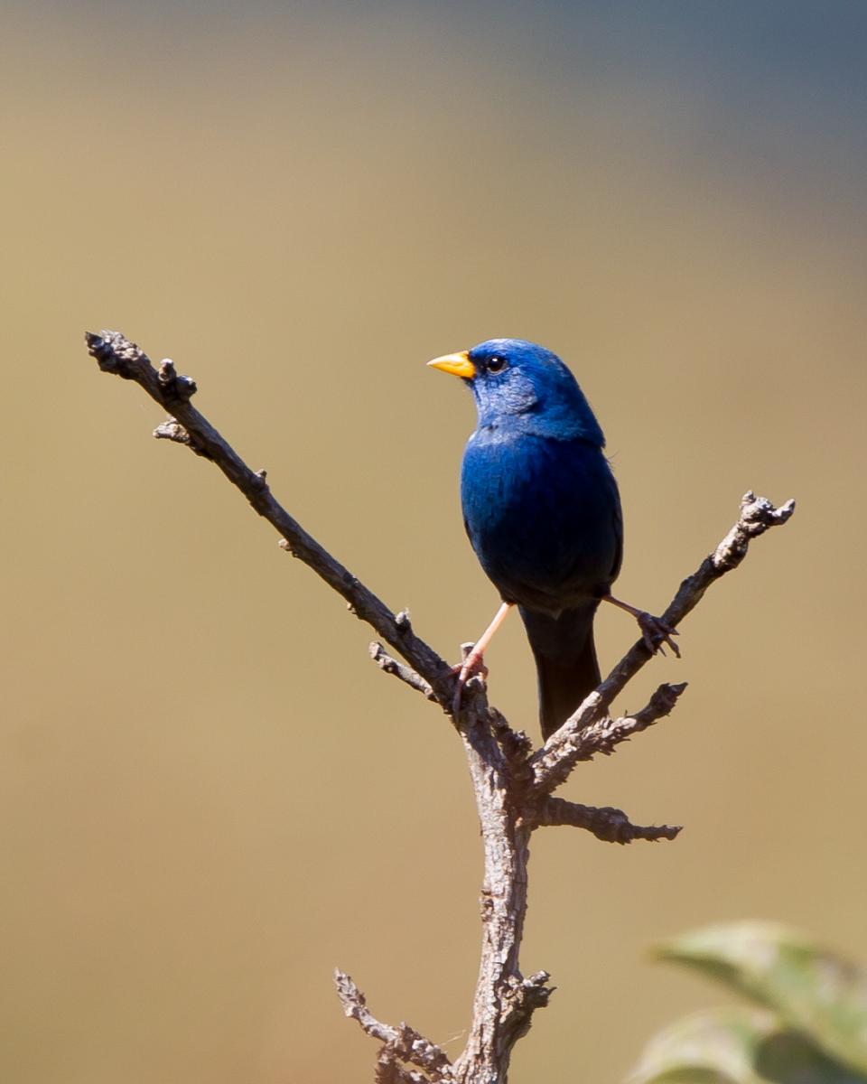 Yellow-billed Blue Finch