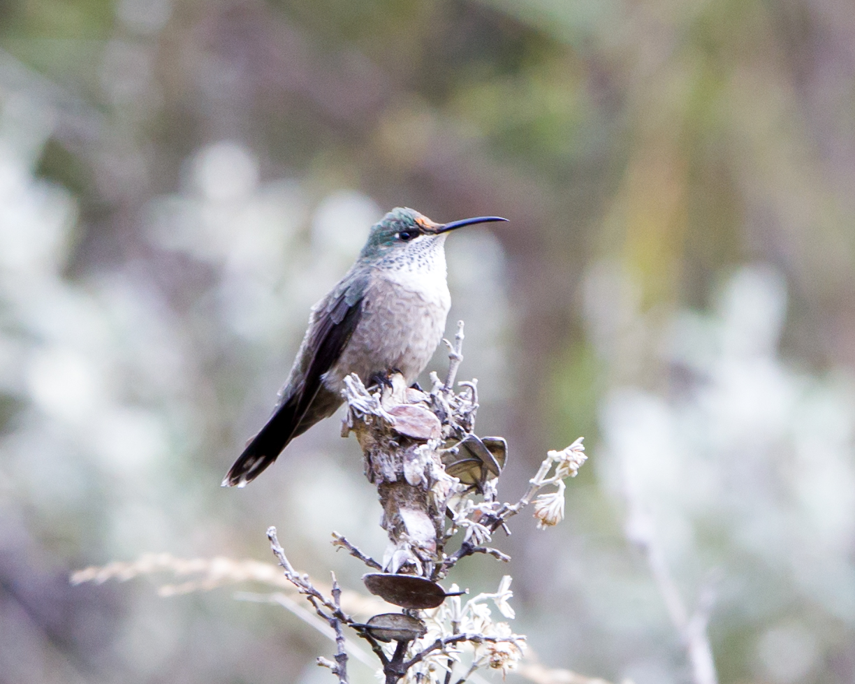 Ecuadorian Hillstar (female)