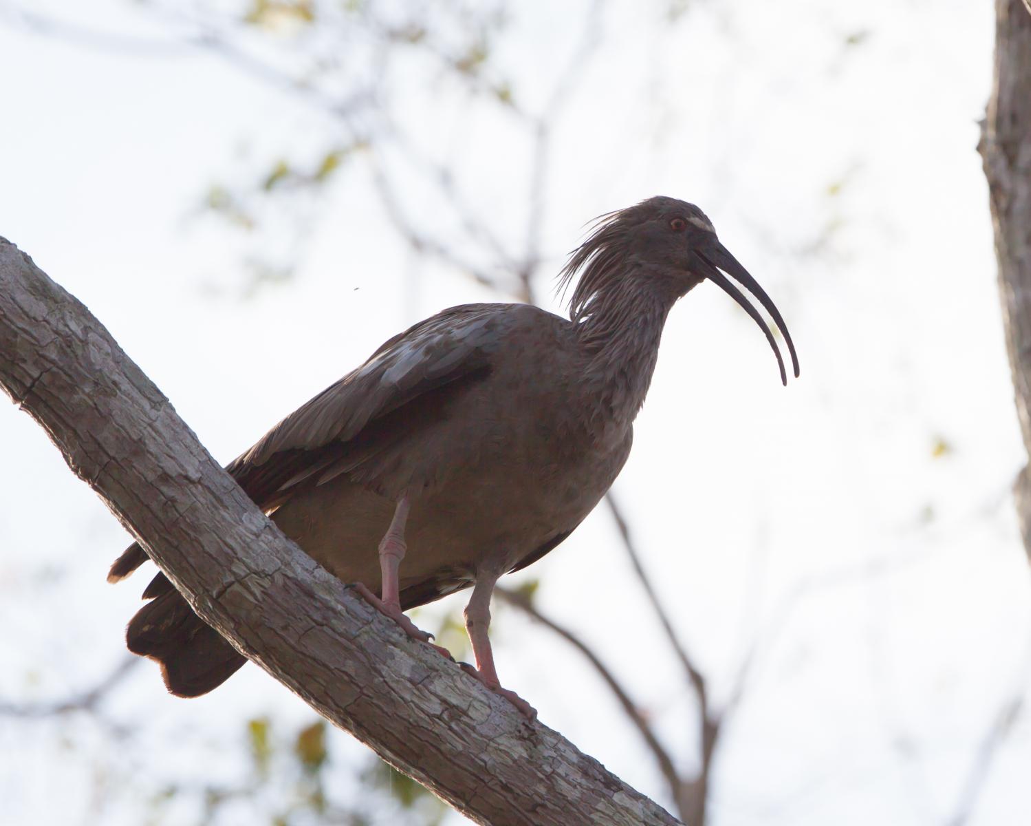 Plumbeous Ibis