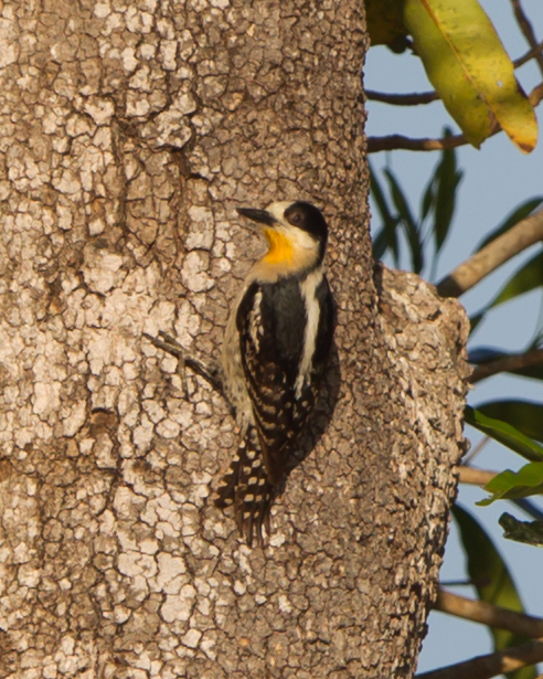 White-fronted Woodpecker