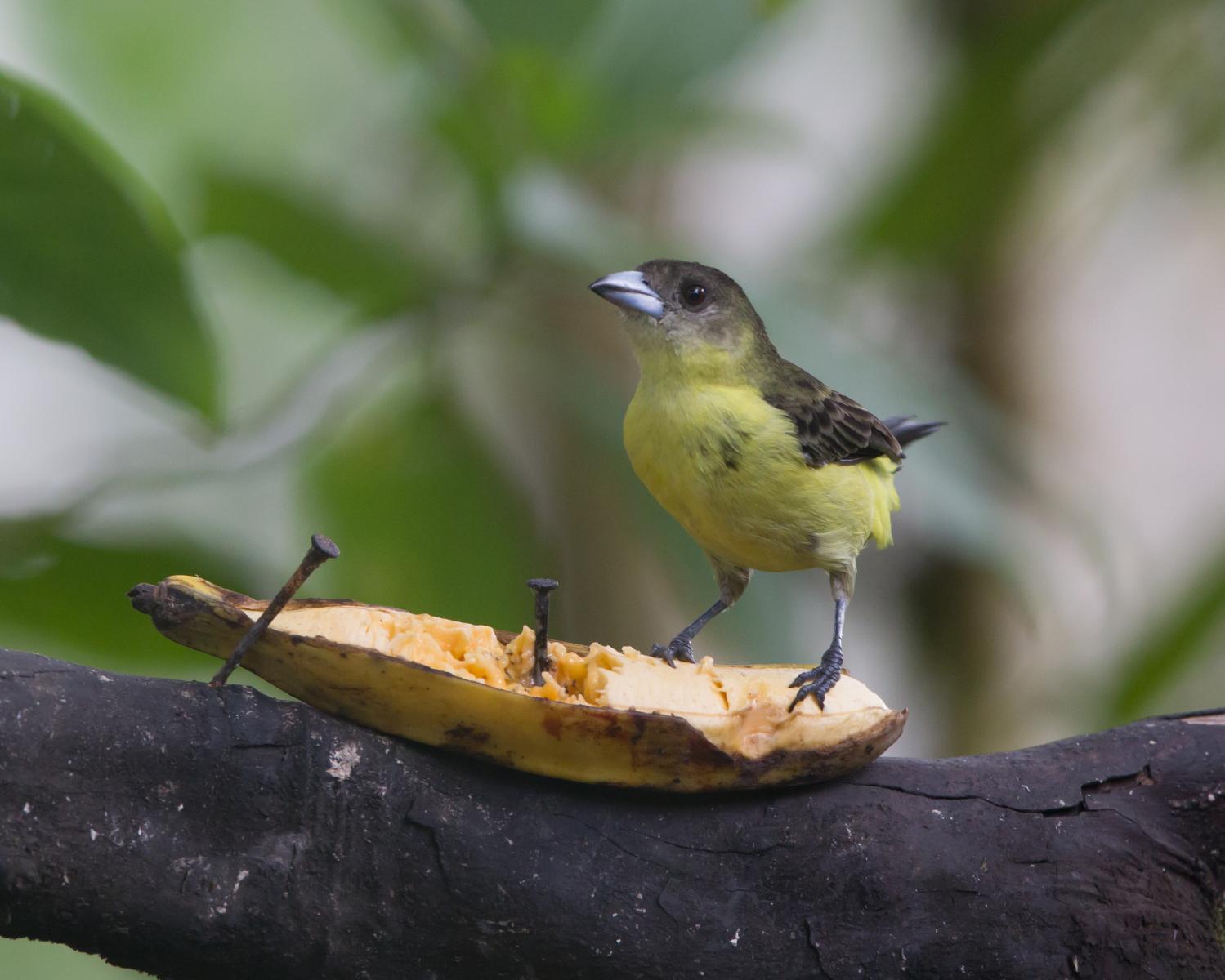 Lemon-rumped Tanager (female)