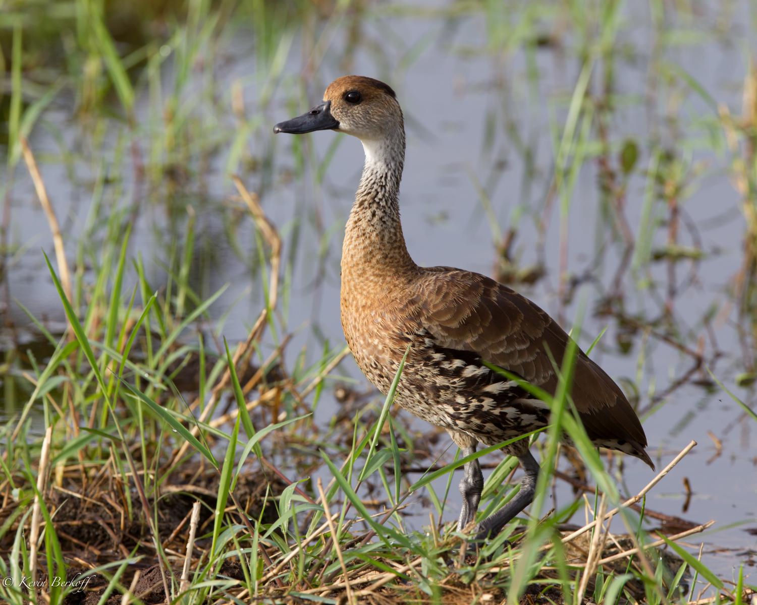 West Indian Whistling Duck