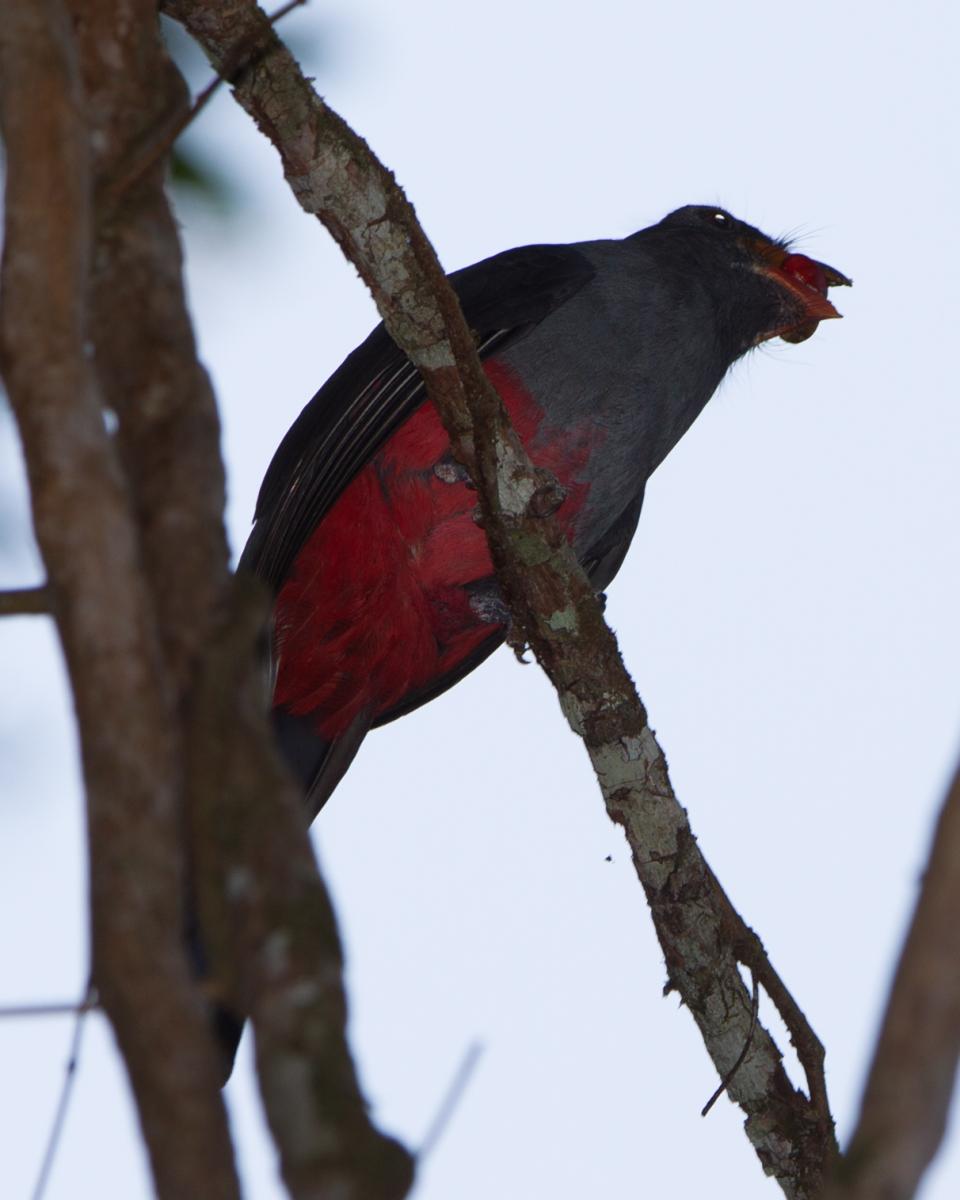 Slaty-tailed Trogon