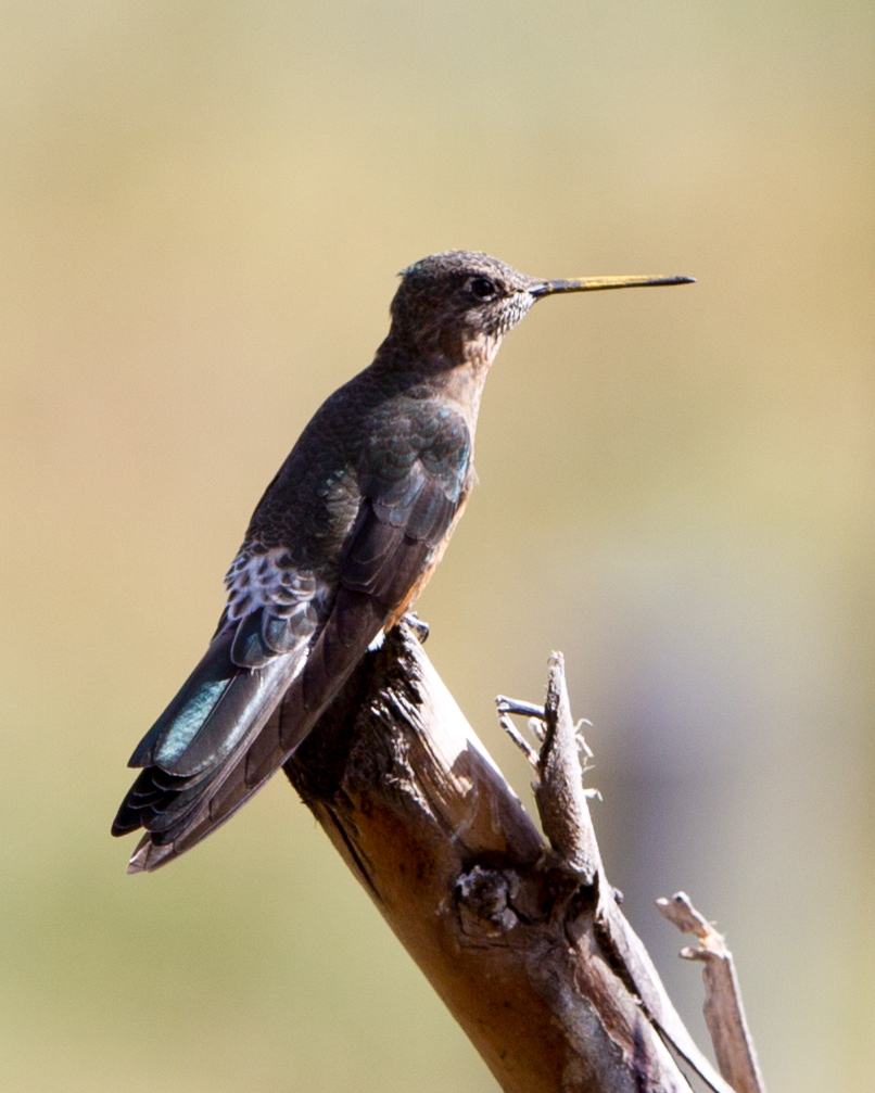 Giant Hummingbird