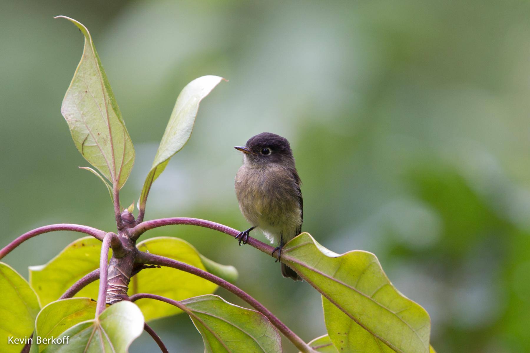 Black-capped flycatcher