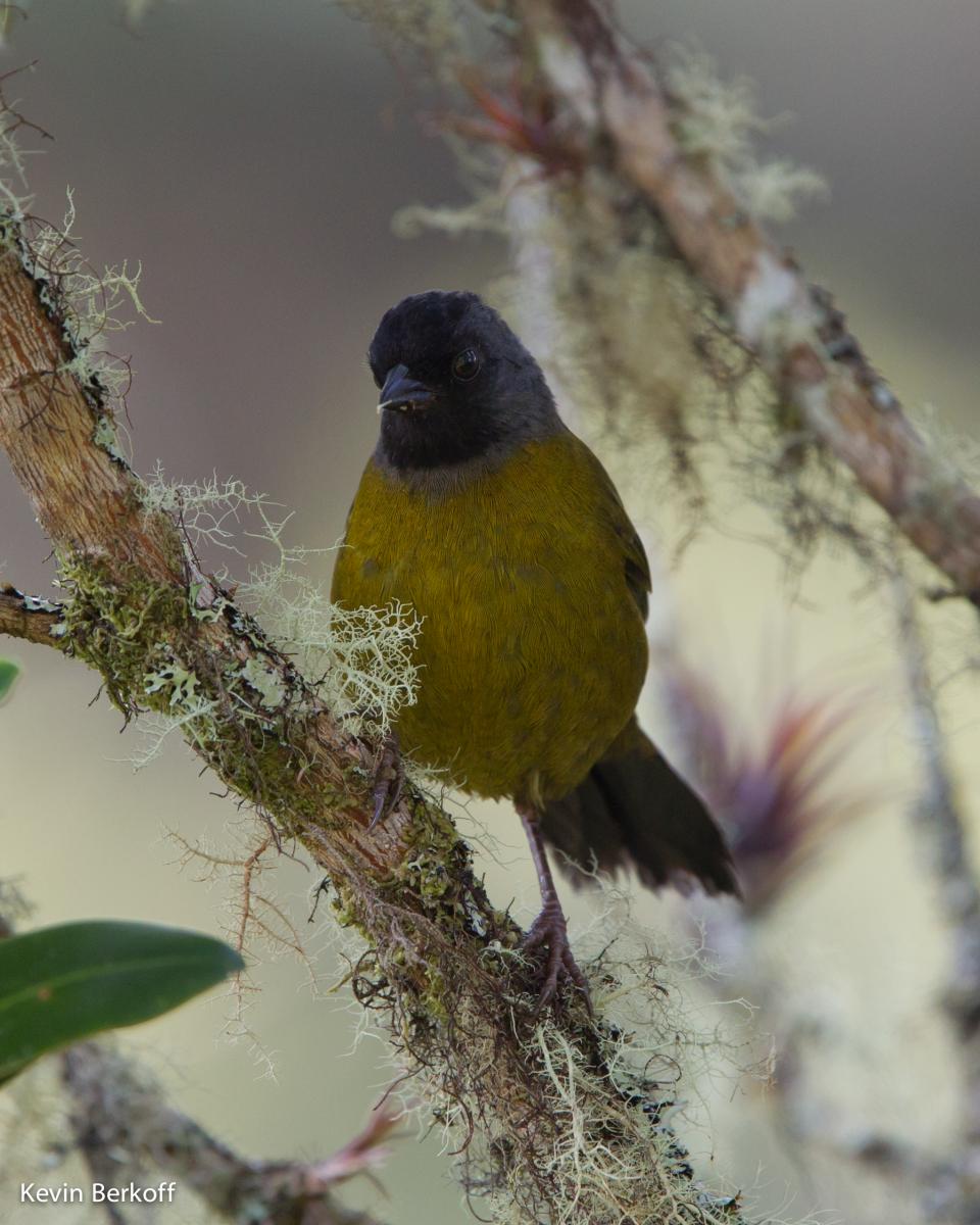 Large-footed Finch