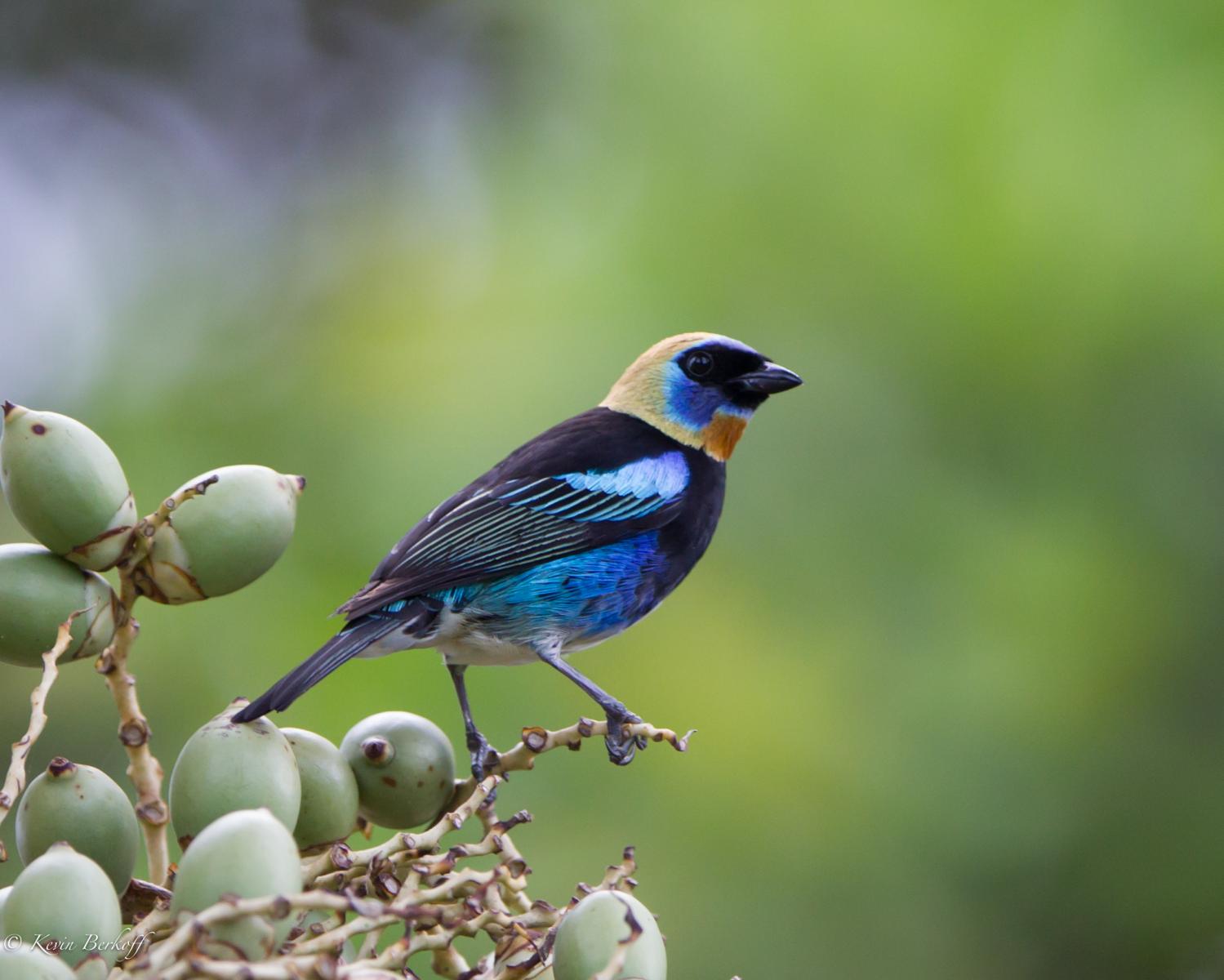 Golden-hooded Tanager