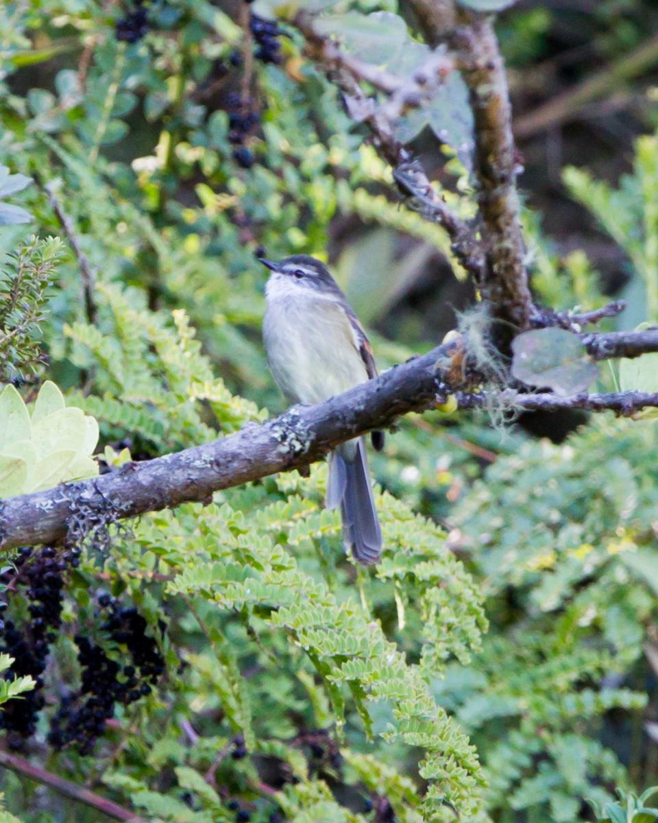 White-banded Tyrannulet