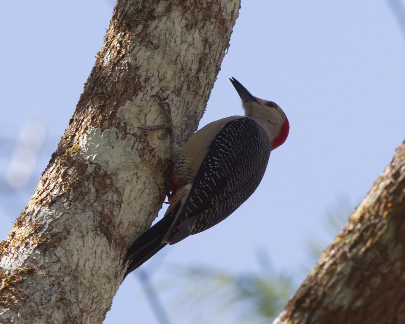 Golden-fronted Woodpecker