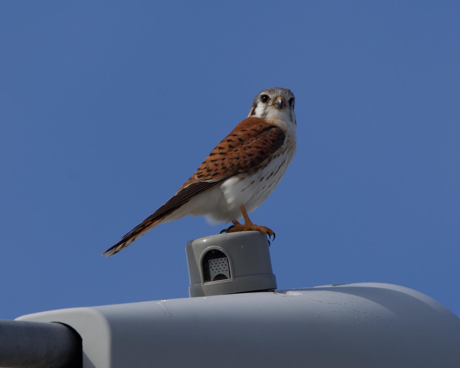 American Kestrel