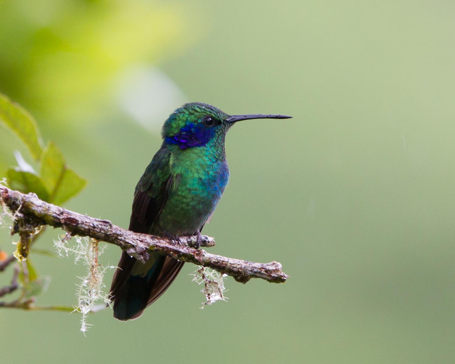 Green violetear