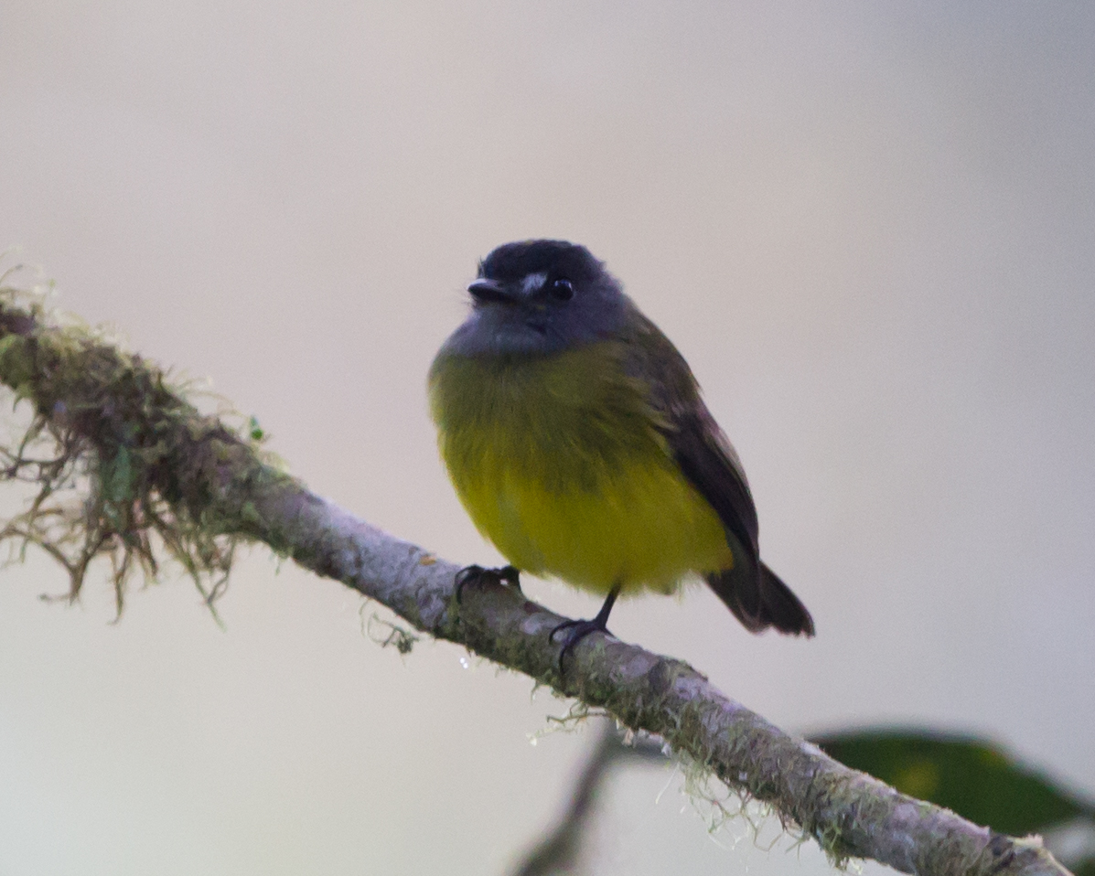 Ornate Flycatcher