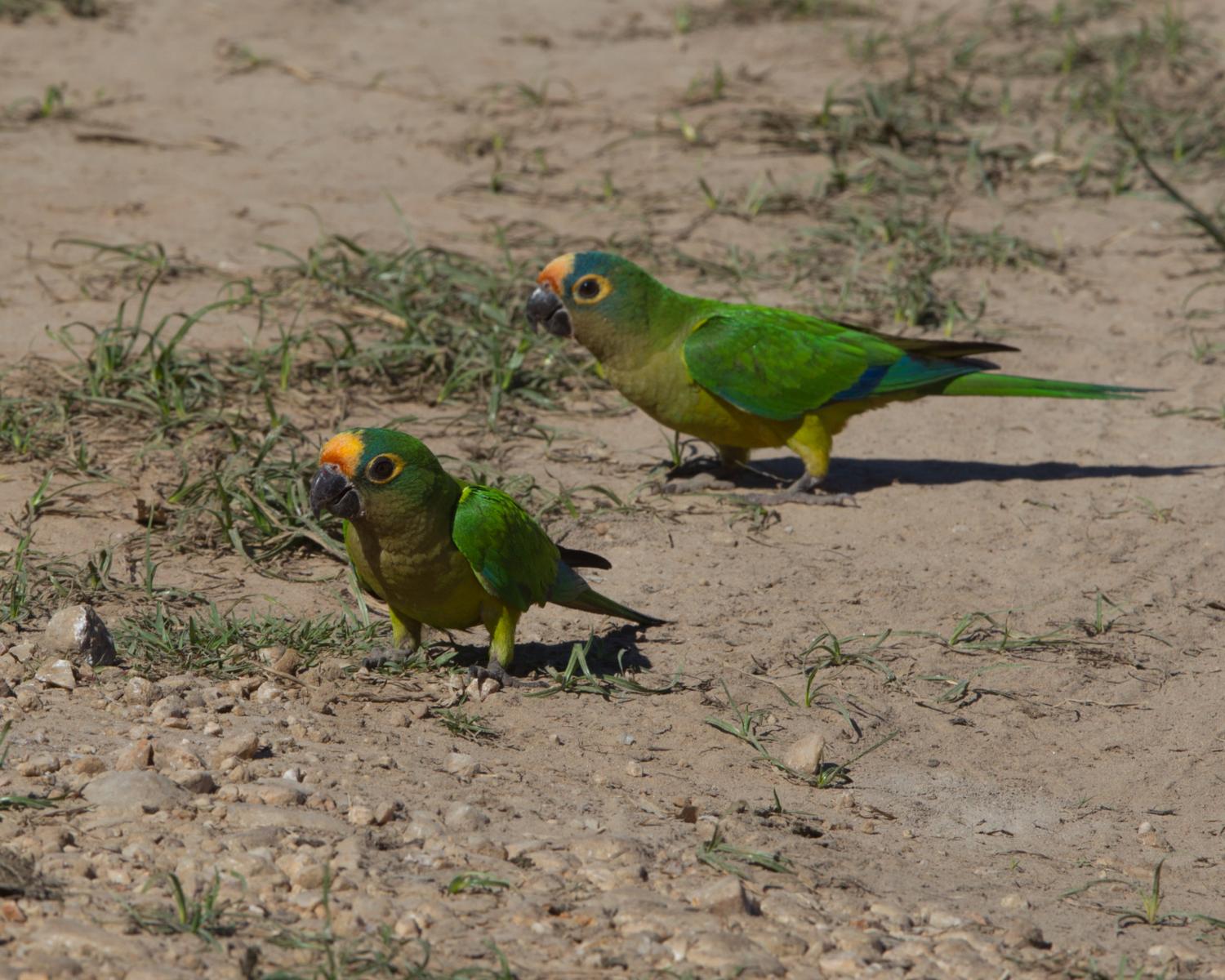 Peach-fronted Parakeet