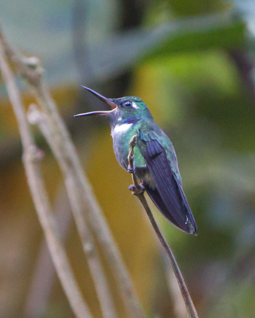 Wedge-billed Hummingbird