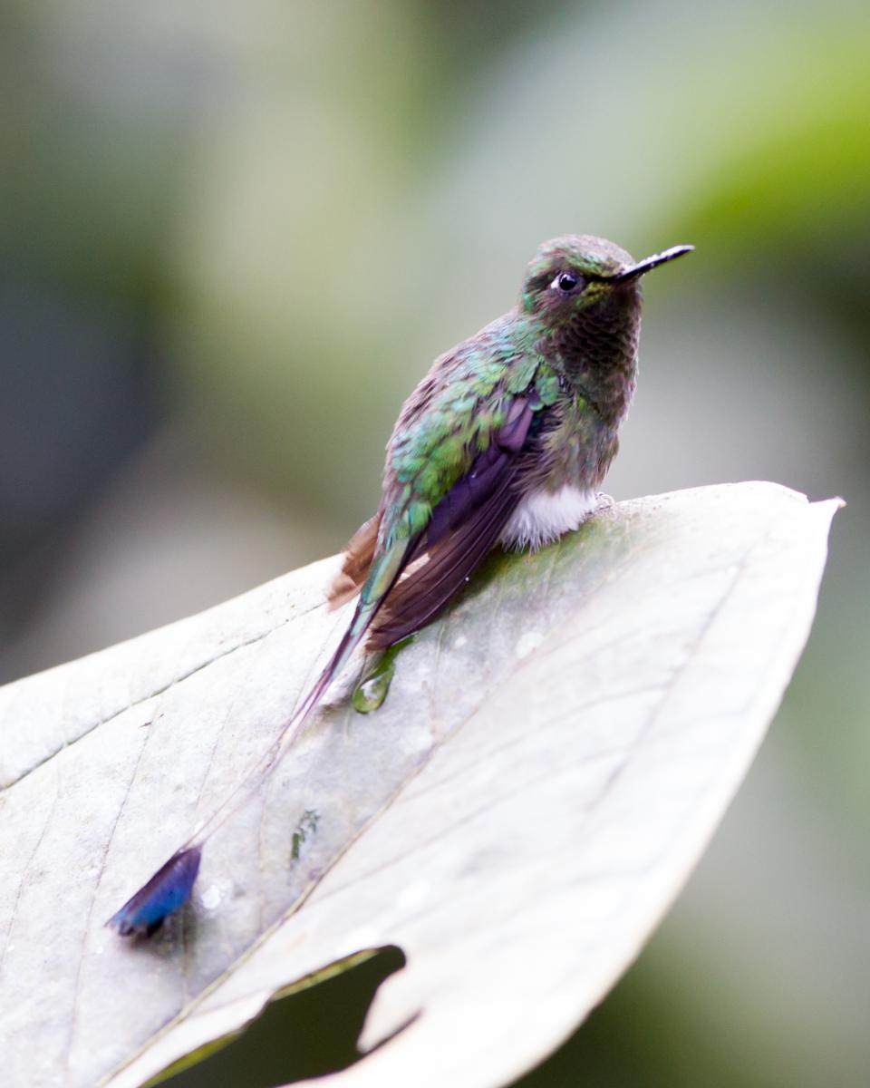 Booted Racket-tail