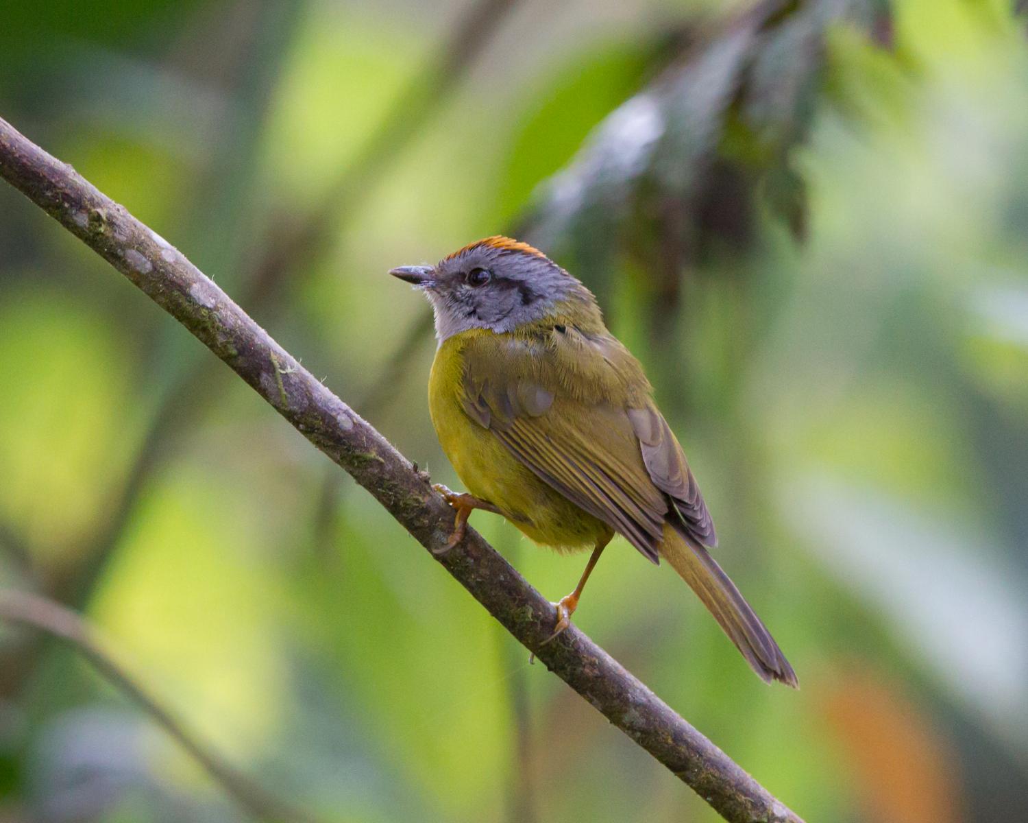 Russet-crowned Warbler