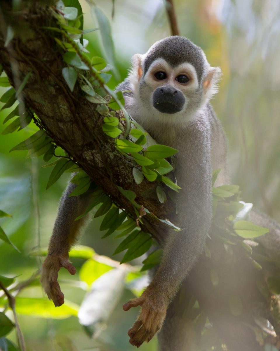 Squirrel Monkey