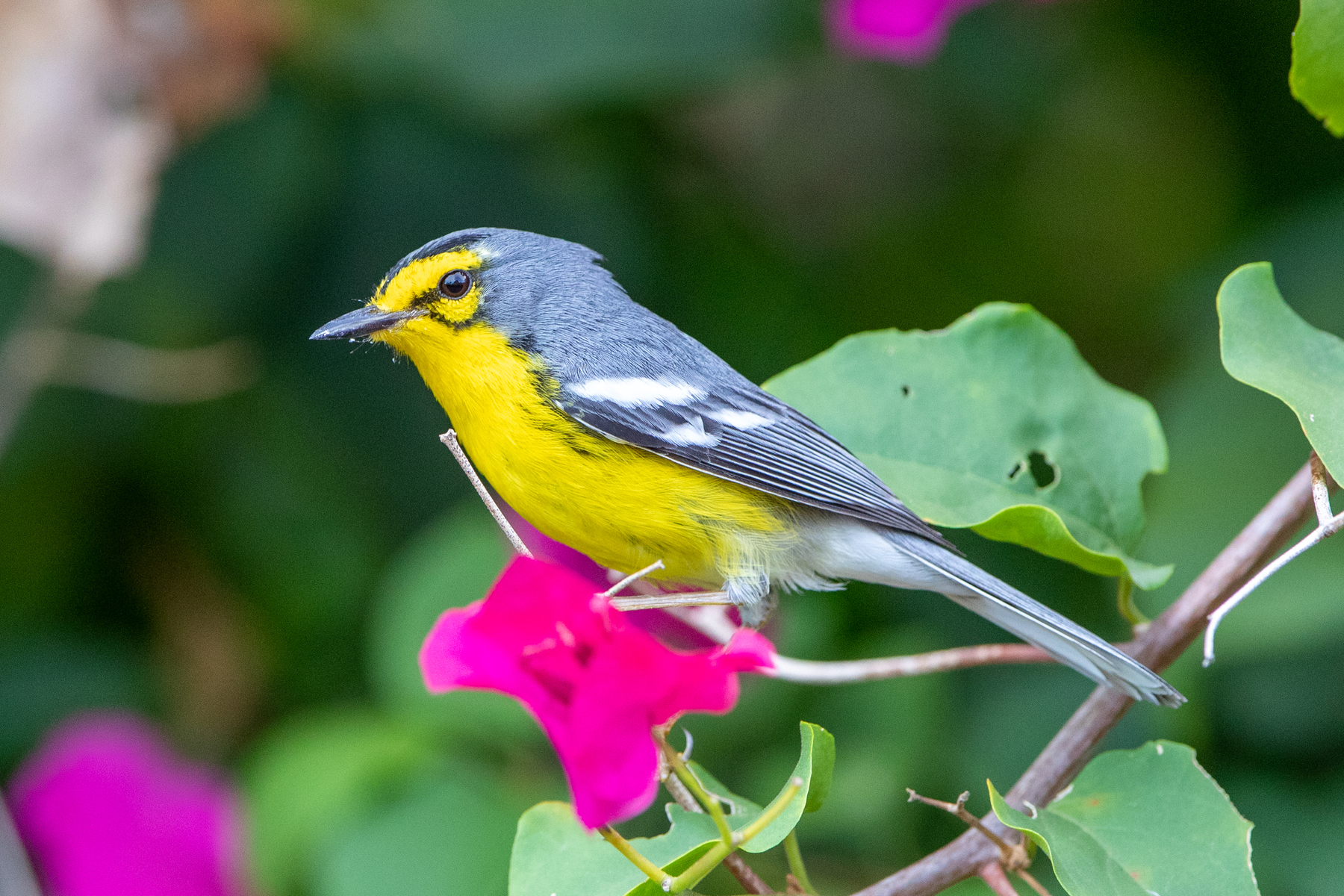St Lucia Warbler