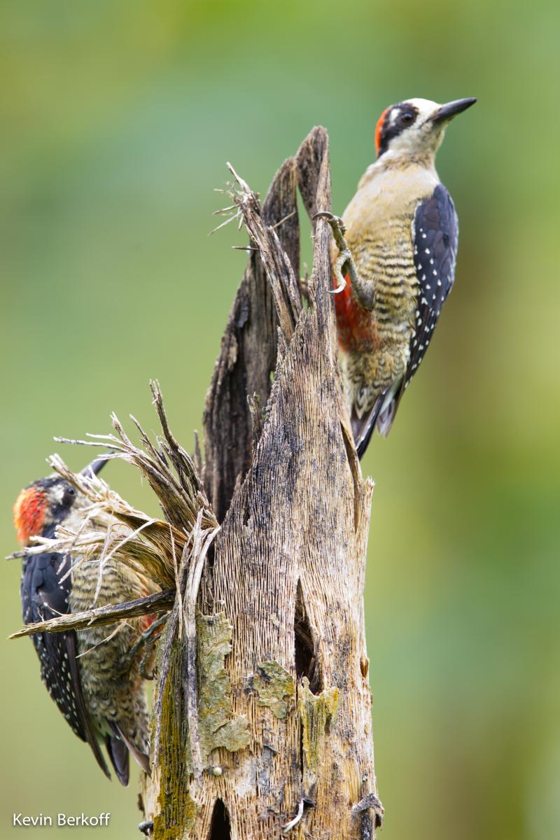 Black-cheeked Woodpecker