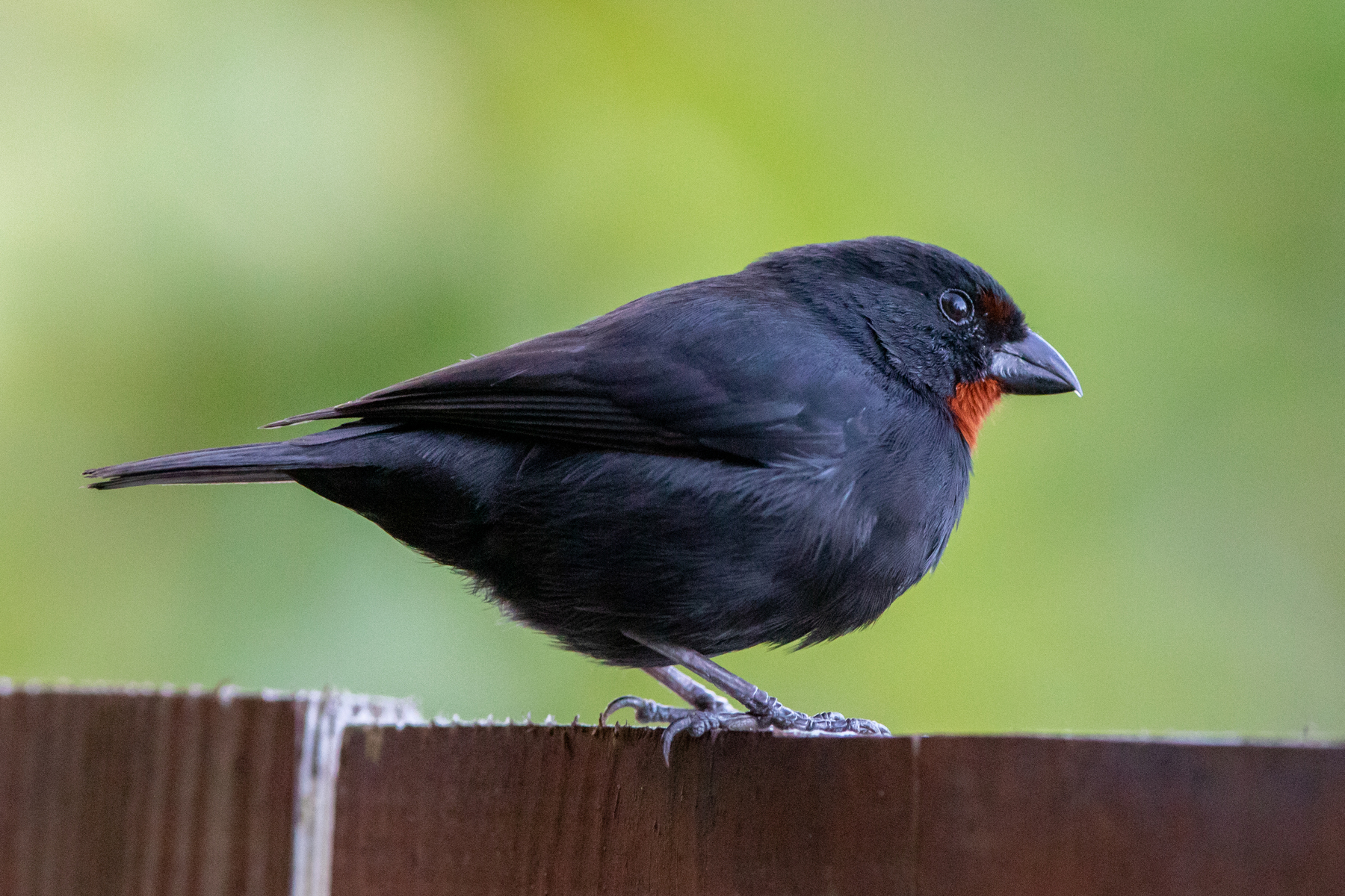 Lesser Antillean Bullfinch (male)