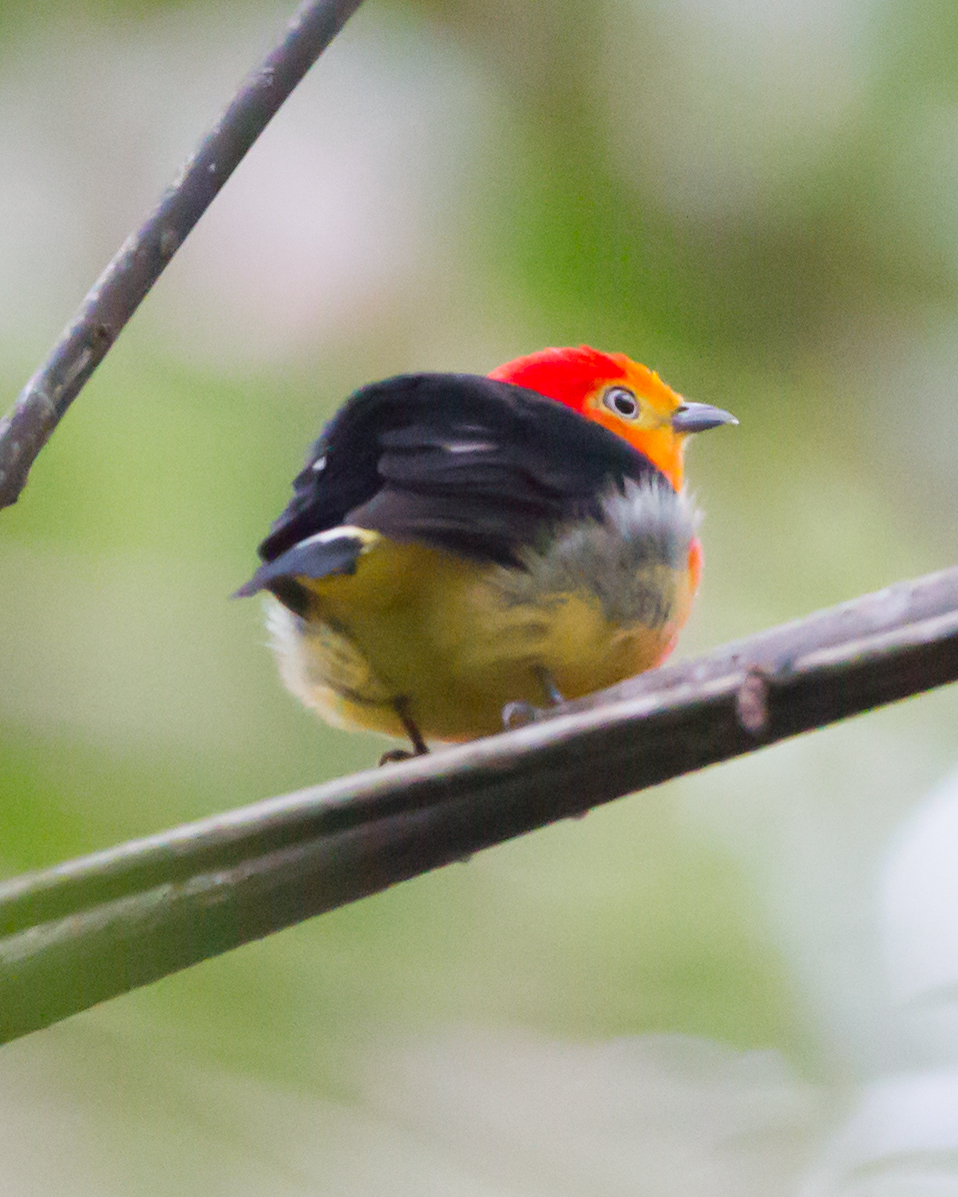 Band-tailed Manakin