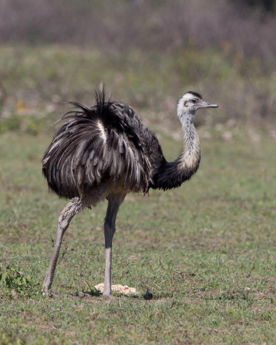 Greater Rhea