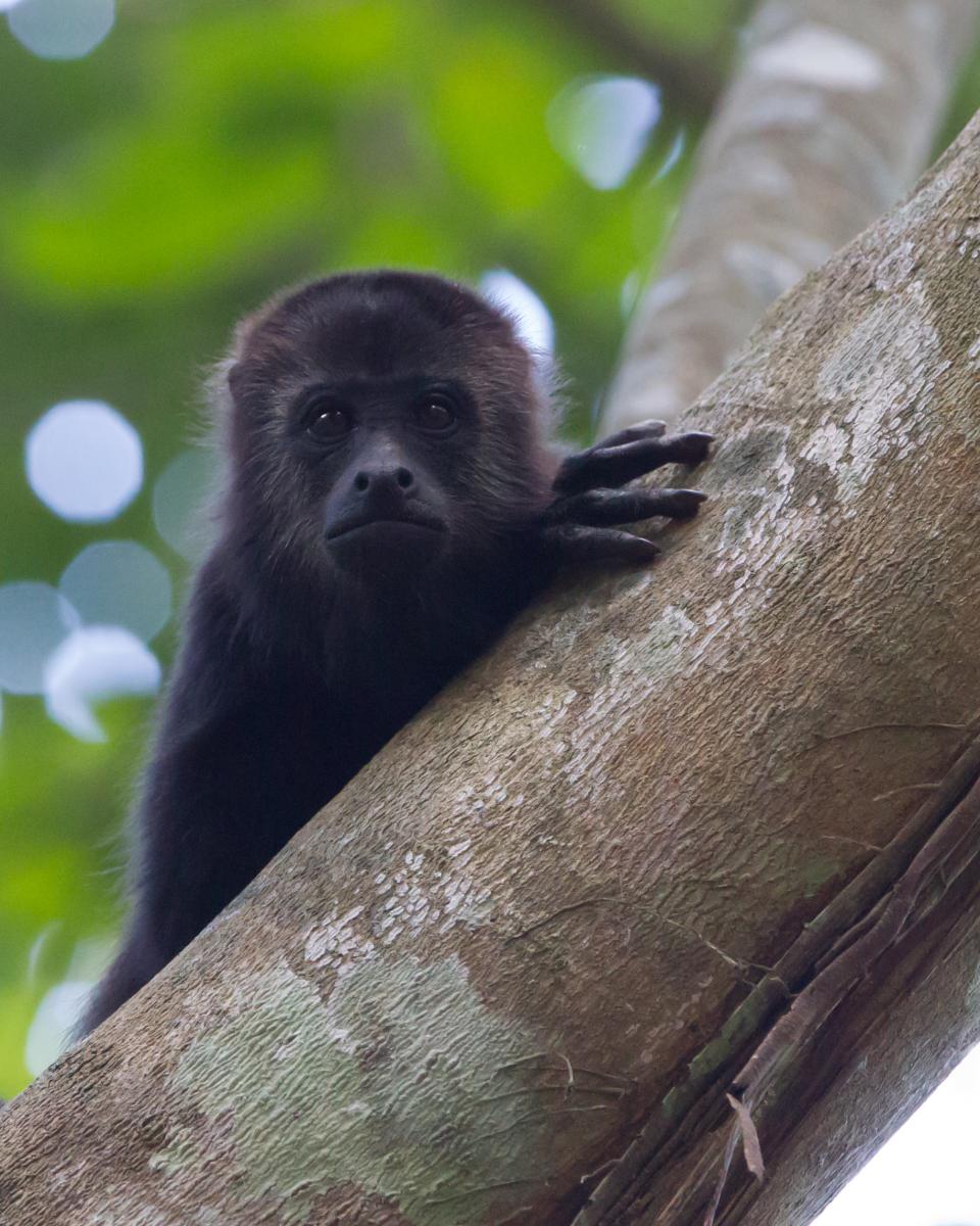 Black Howler Monkey