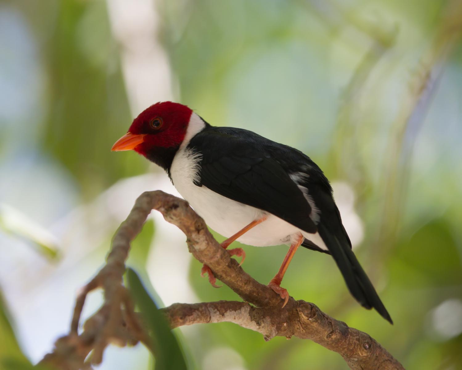 Yellow-billed Cardinal