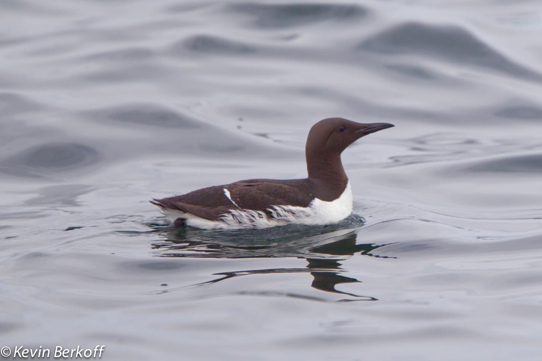 Common Murre