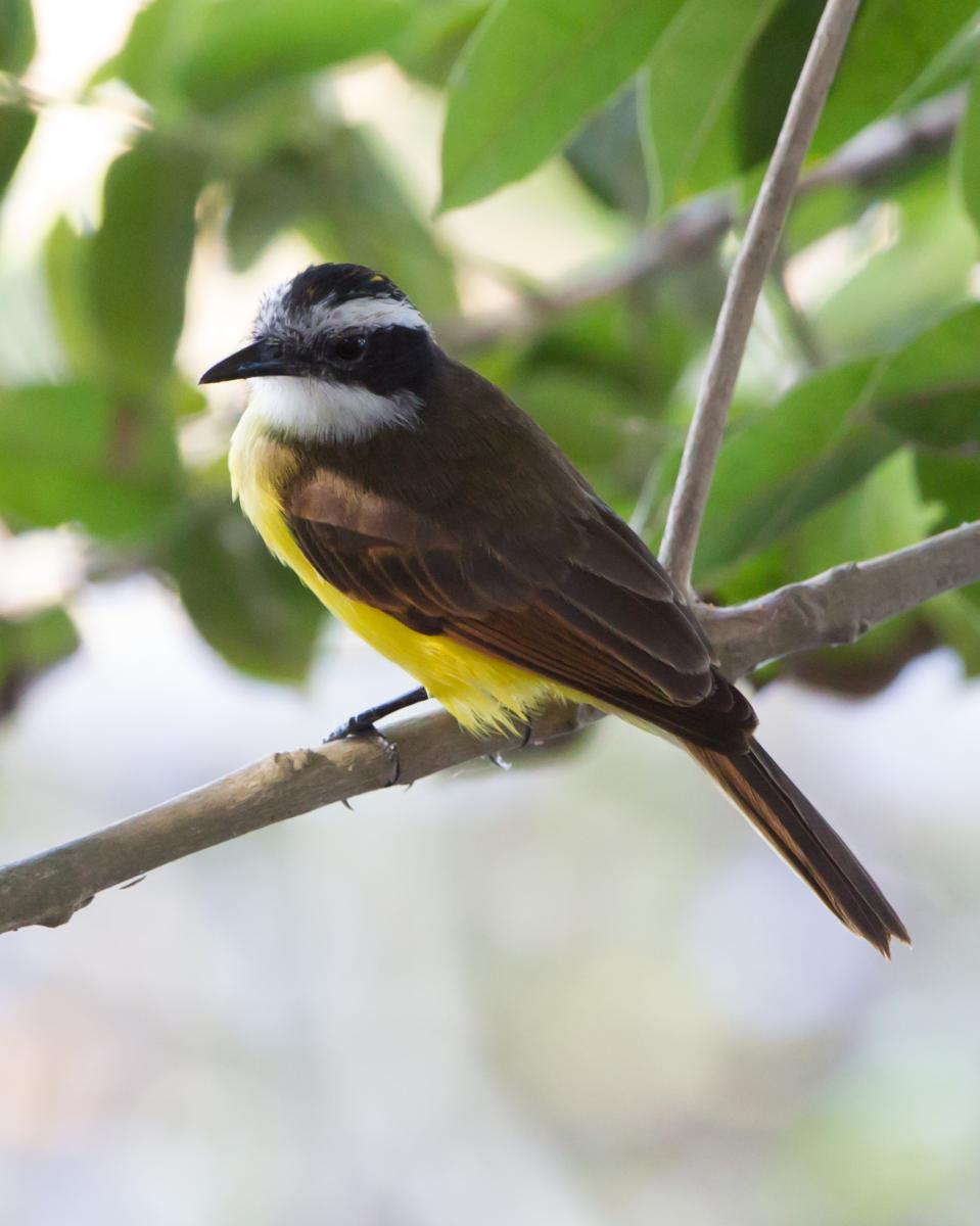 Lesser Kiskadee