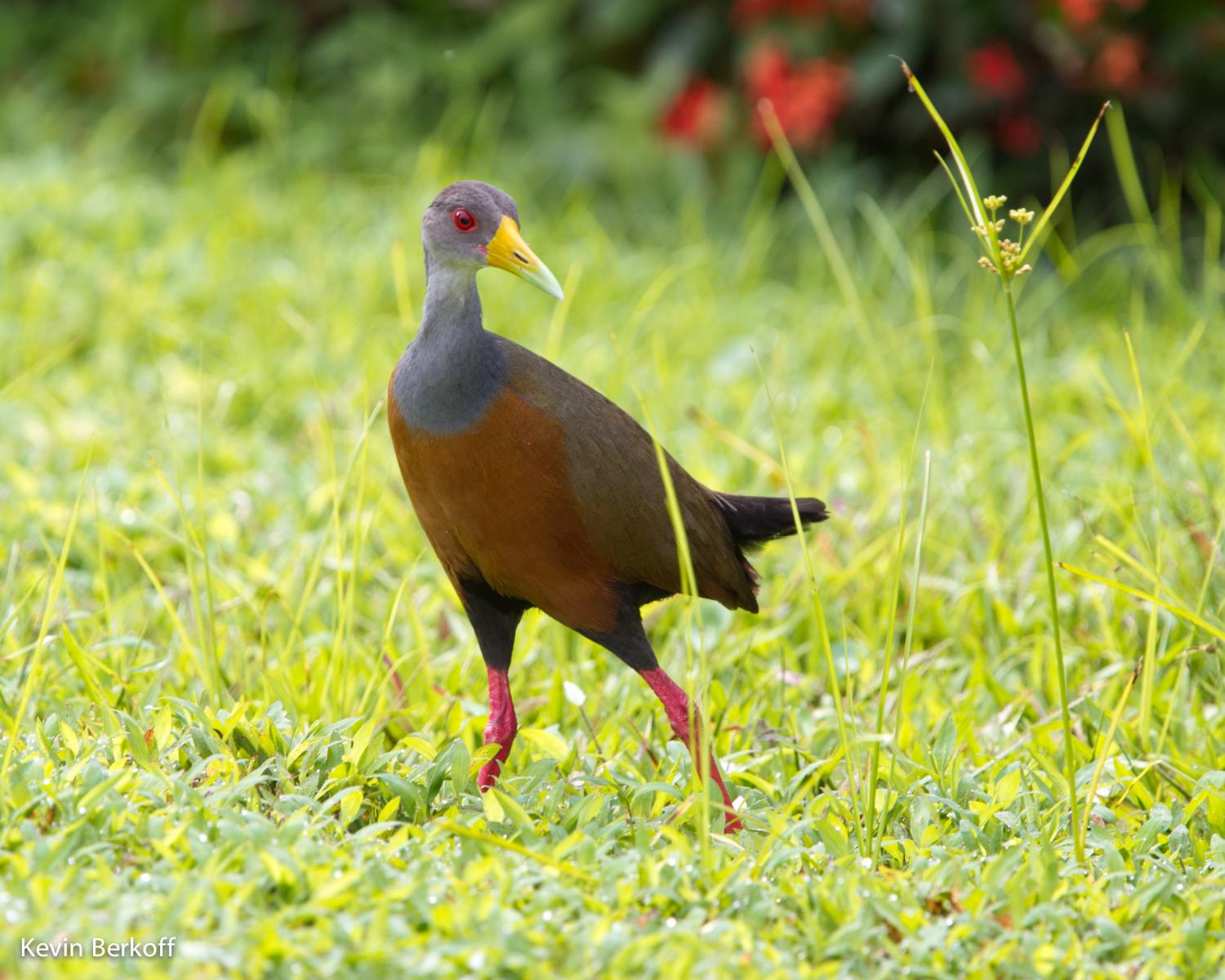 Gray-necked Wood-Rail