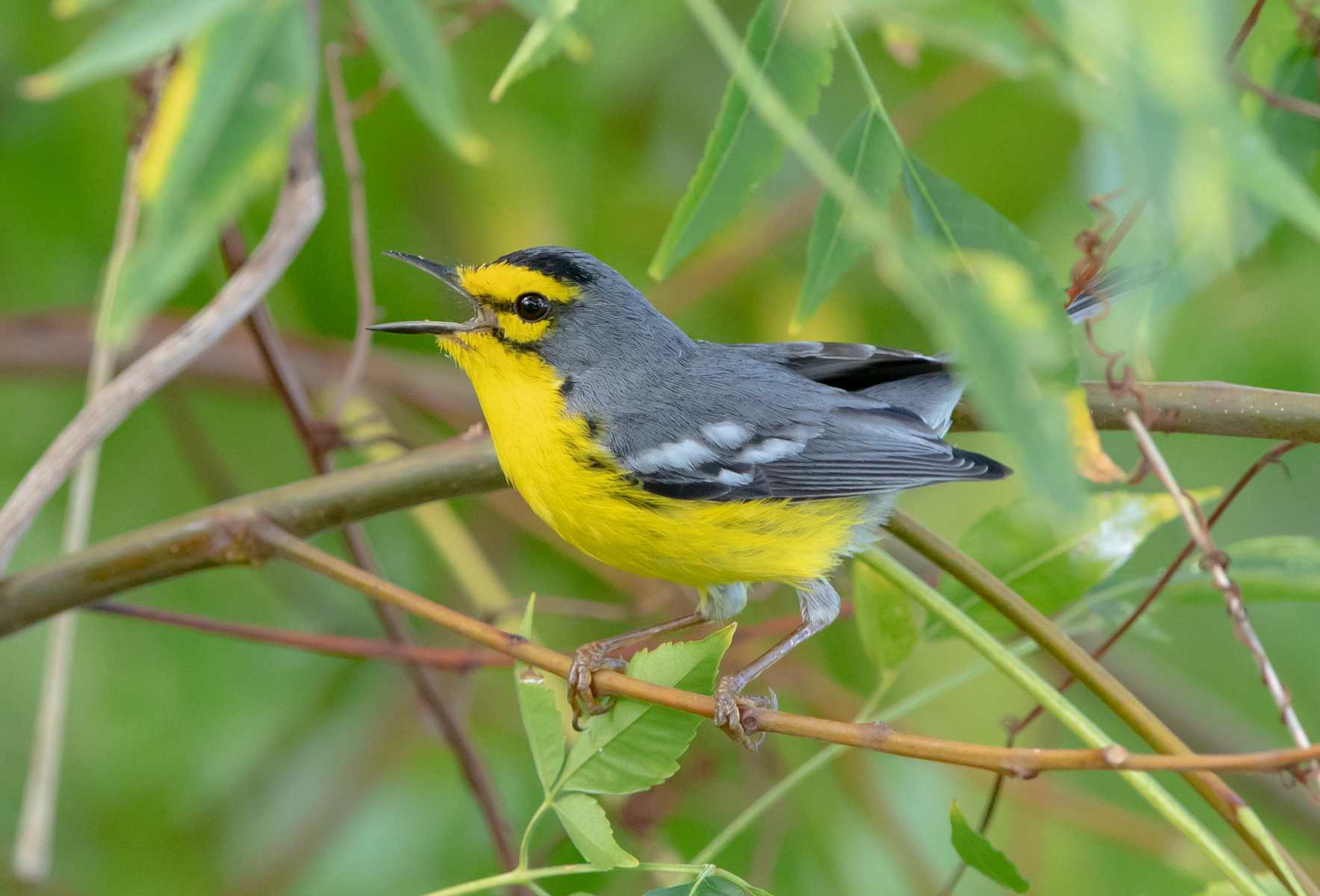 St Lucia Warbler