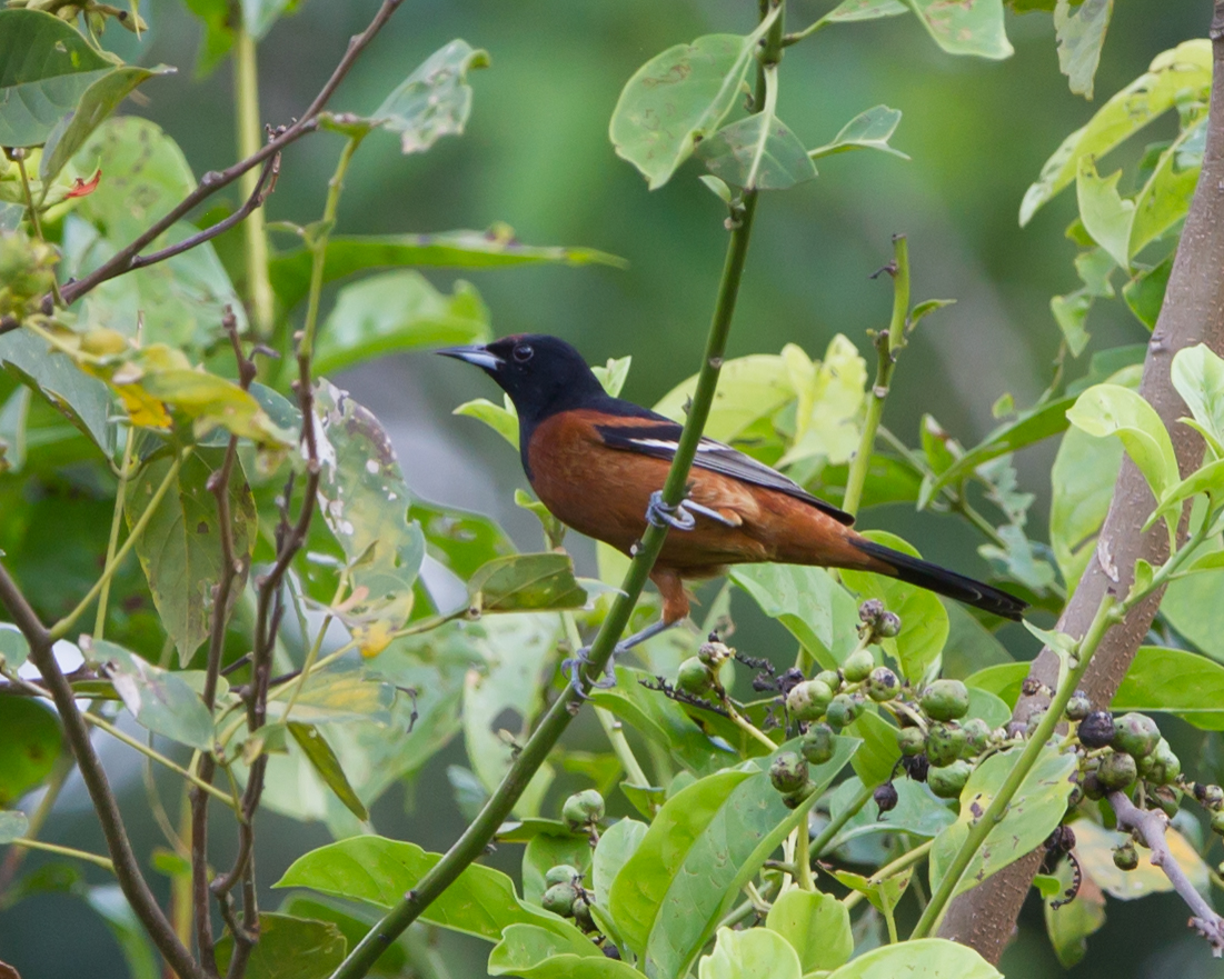 Orchard Oriole