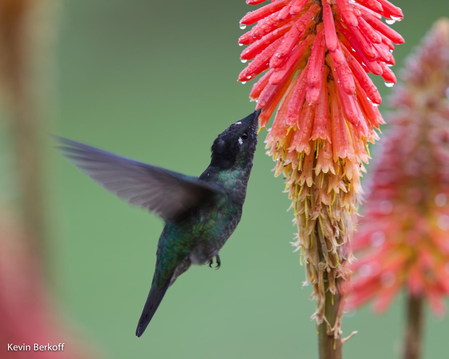 Magnificent Hummingbird