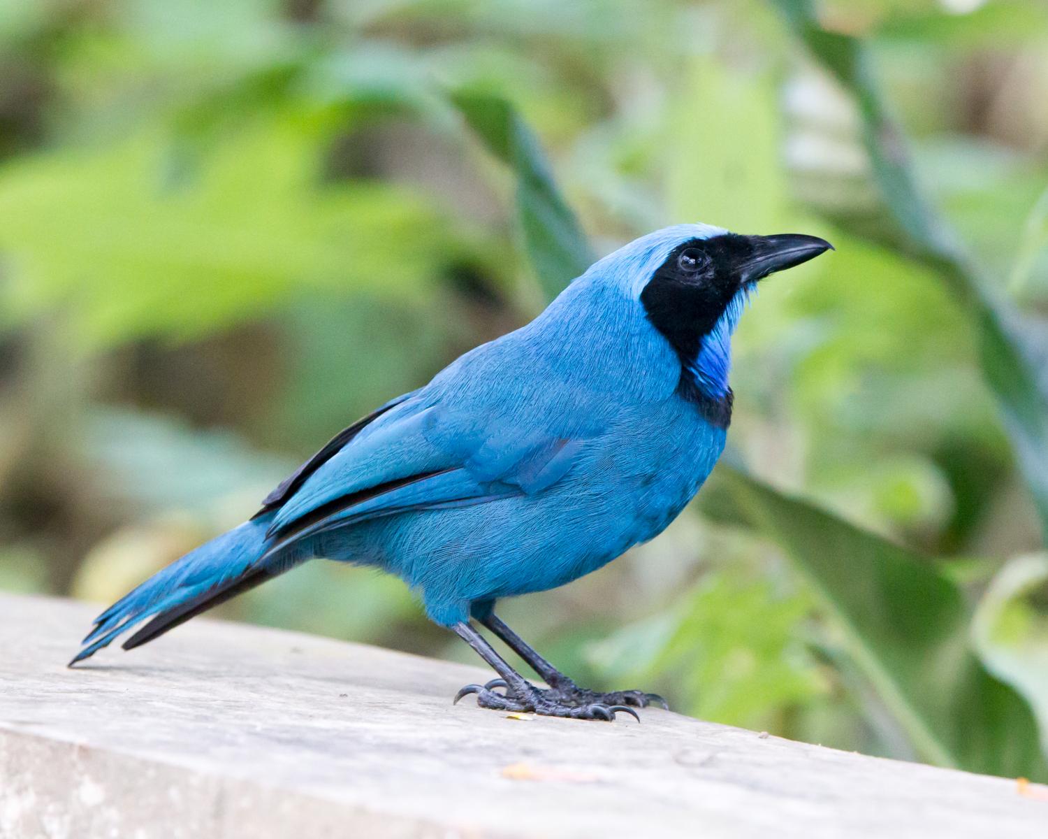 Turquoise Jay
