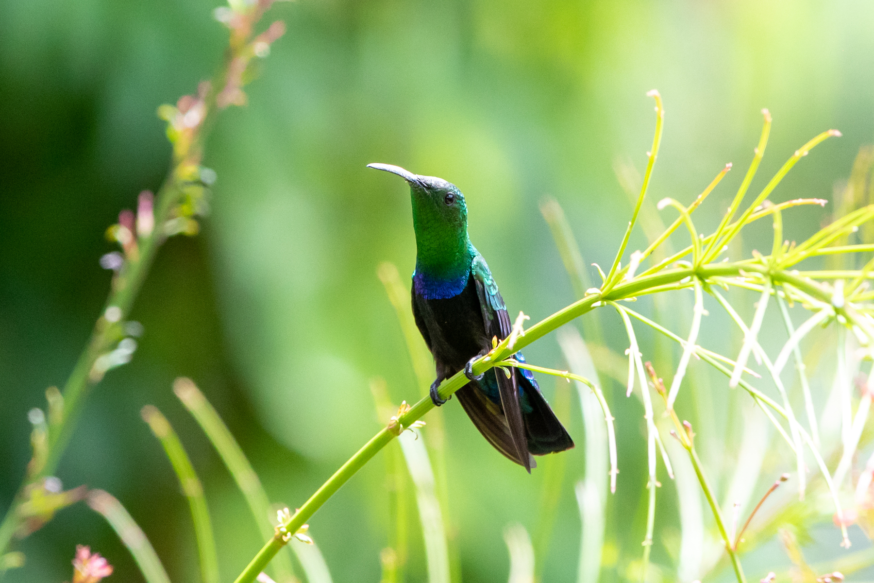 Green-throated Carib