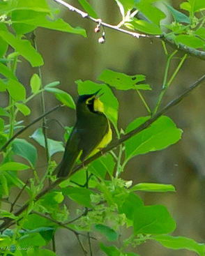 Kentucky Warbler