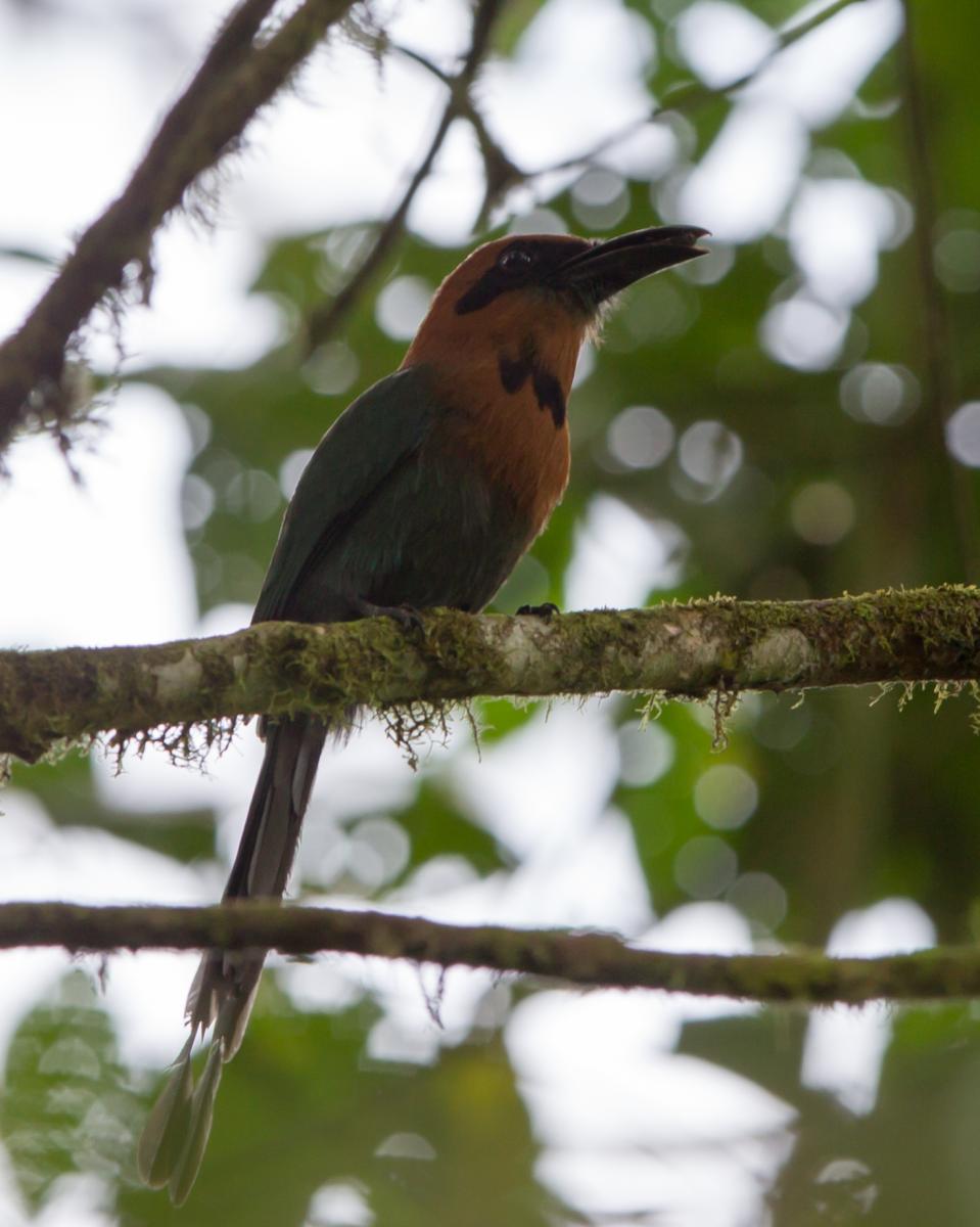 Broad-billed Motmot