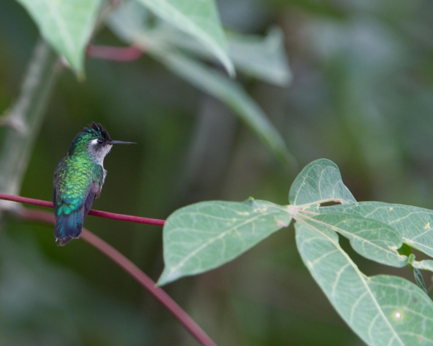 Violet-headed Hummingbird