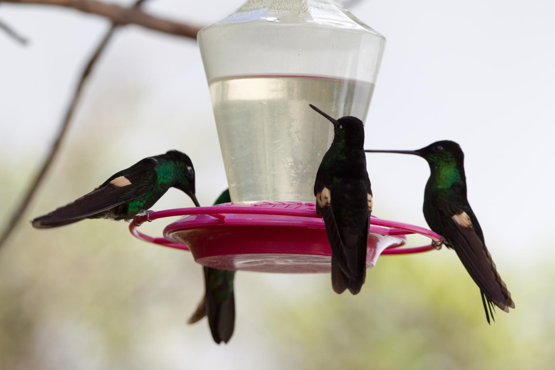 Buff-winged Starfrontlets