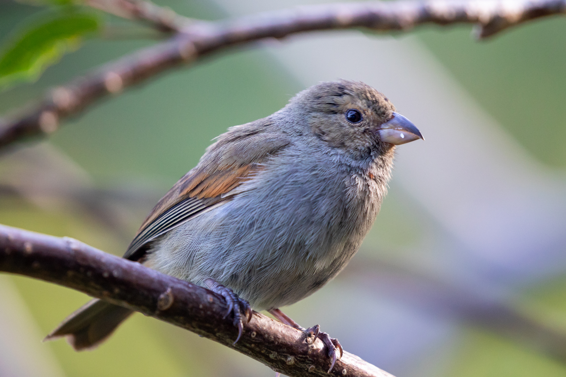 Lesser Antillean Bullfinch (female)