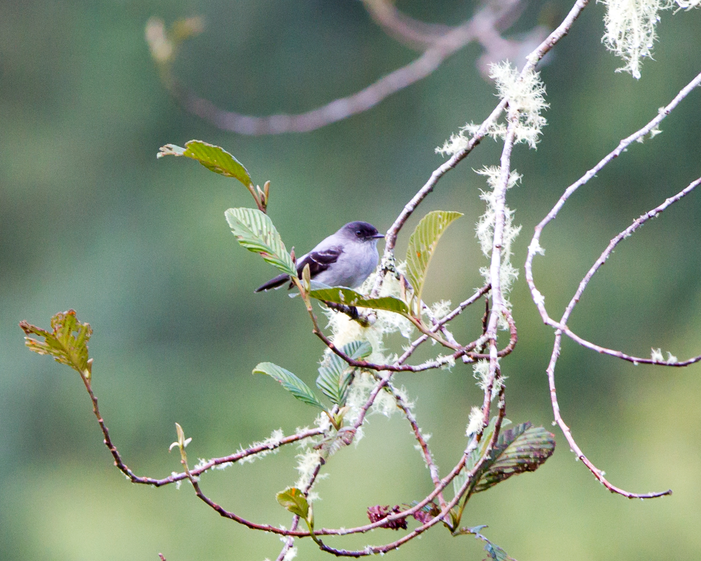 Torrent Tyrannulet