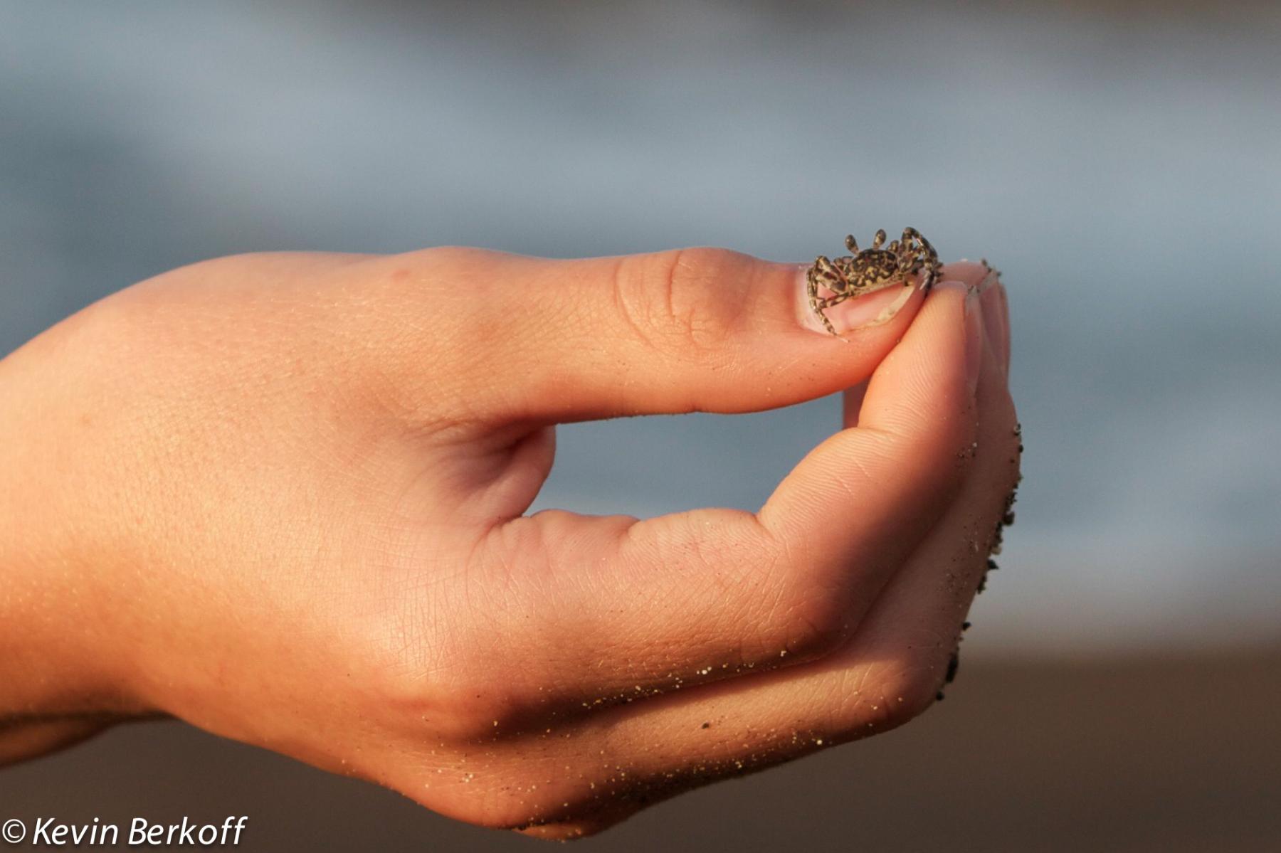 Tiny crab